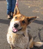 Pet of the week: Ricky has energy to spare