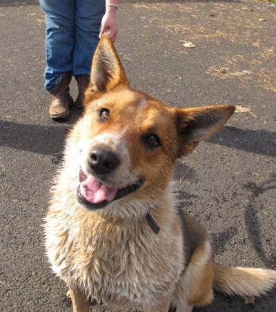 Pet of the week: Ricky has energy to spare