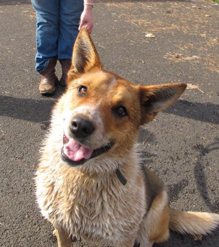 Pet of the week: Ricky has energy to spare