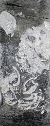 Queasy sea monsters swam to shore to vomit, reveals new research
