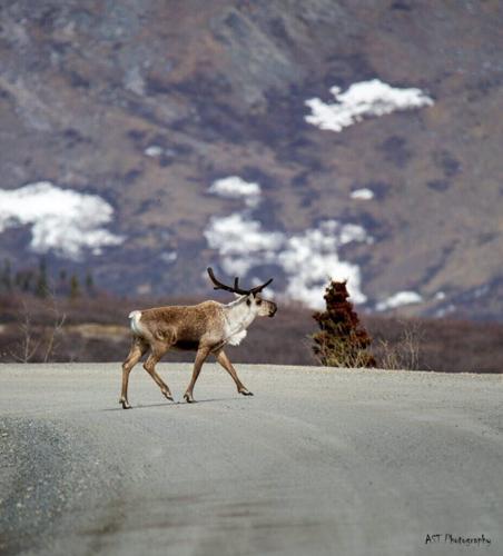 What to Know Before Visiting Alaska: 14 Tips to Prepare You in 2026