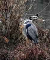 Winter waterfowl