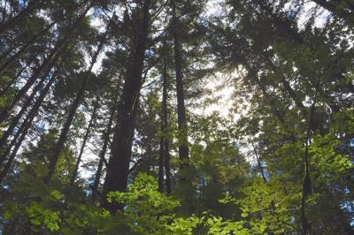 Wasco County forest funding available