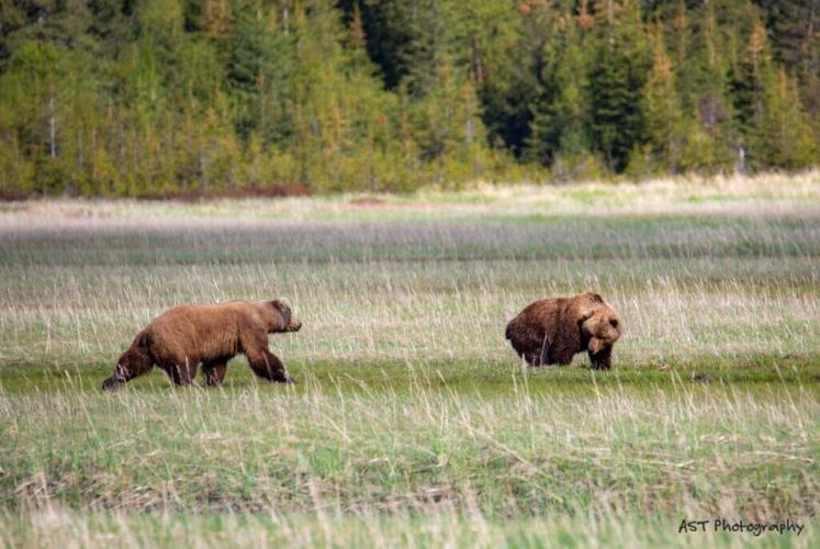 alaska bear watching lake clark