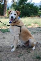 Pet of the Week: Bogey is ‘the happiest Lab mix around’