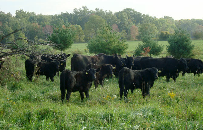 Conservation Corner: Forests and livestock can be compatible