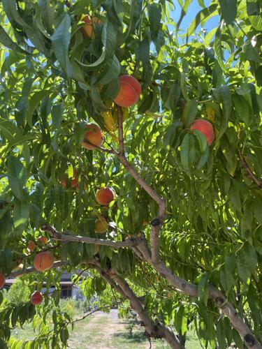 Spirited roots 3.jpeg