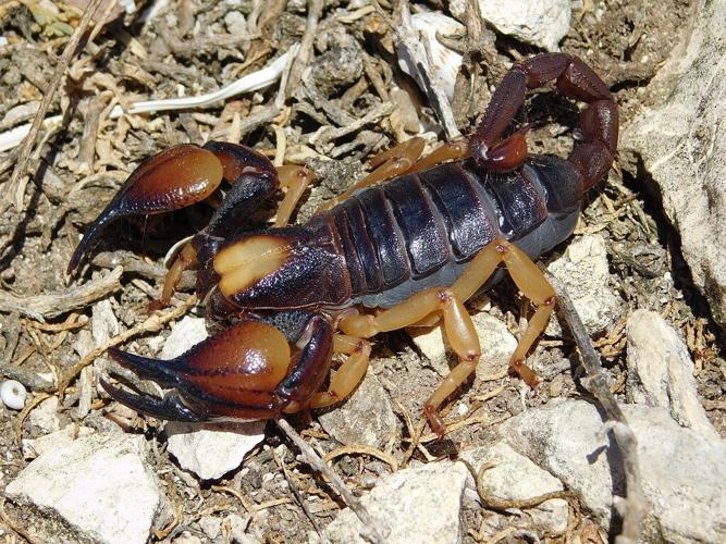 Scorpions fearsome sting and pincers are fortified with metal, reveals study