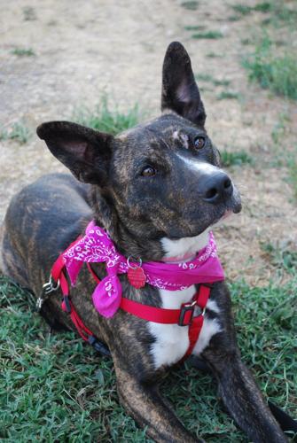 Pet of the Week: Roxy is happy, friendly girl