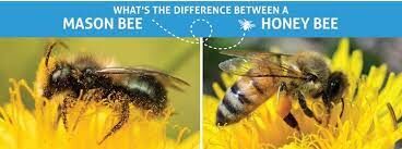 Graphic courtesy of OSU Extension