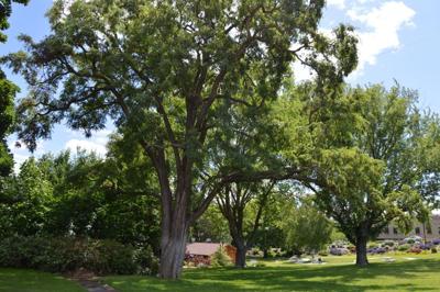 The Dalles Beautification Committee