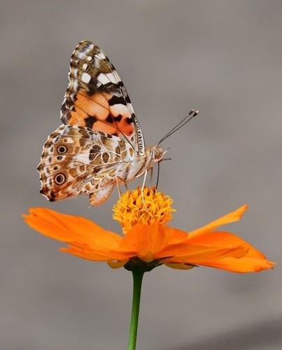 Master Gardeners butterfly 1.jpg