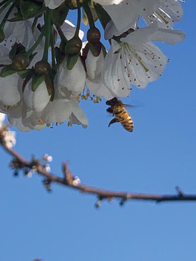 A14 Oregon cherry growers hope for better season bee