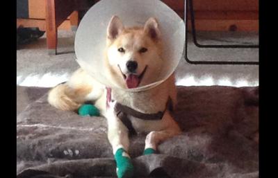 Dogs at risk in pick-up beds