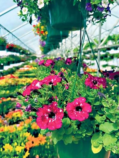St. Joe's plant sale