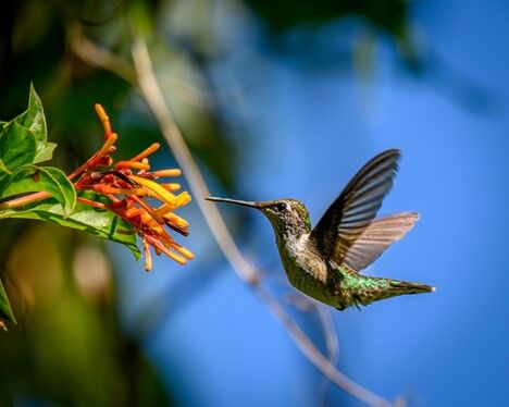 Master Gardeners hummingbird 2.jpg