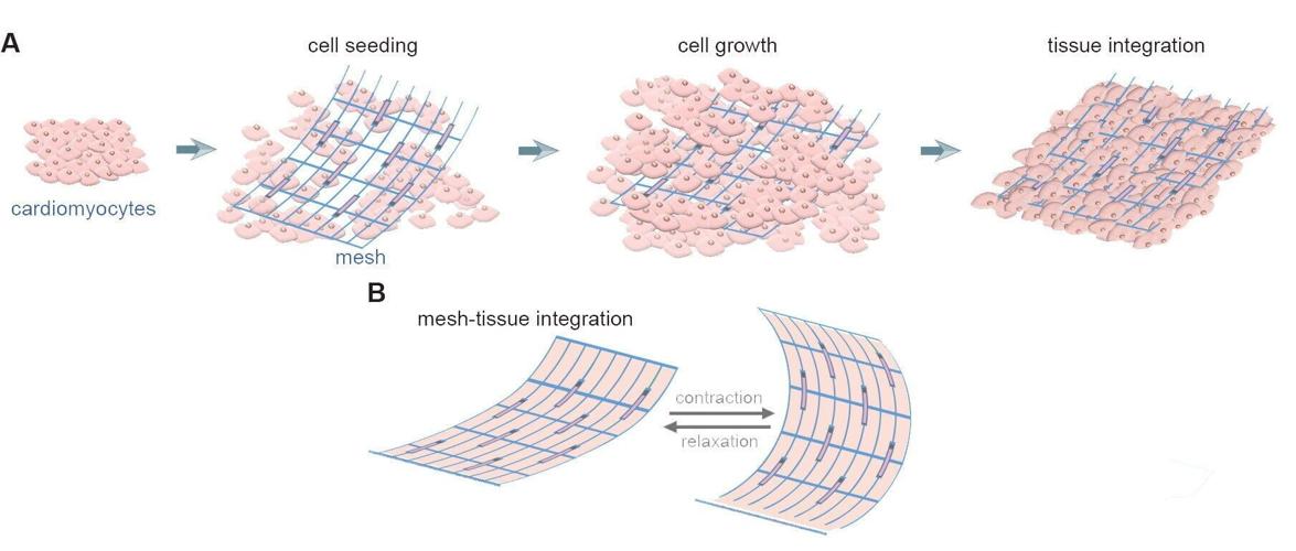 Terminator-style cyborgs closer after electronics integrated with human cells