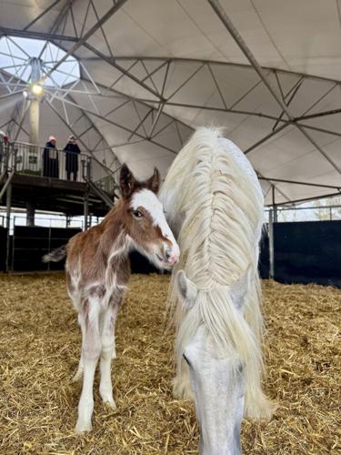 Barnsley farm celebrates rare Shire horse birth