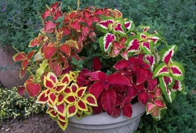 Soroptimist plant sale