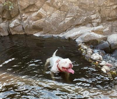 Bear cools off