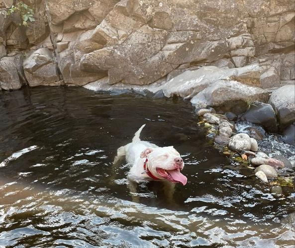 Bear cools off