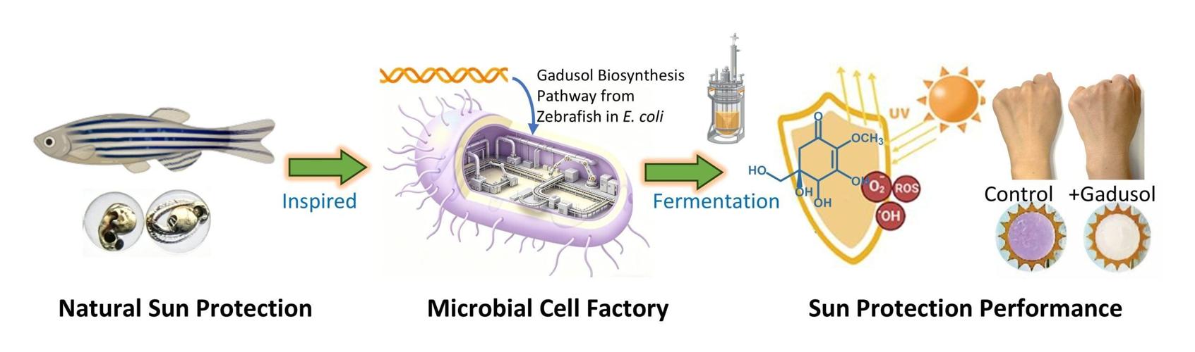 e-coli-could-be–1544722