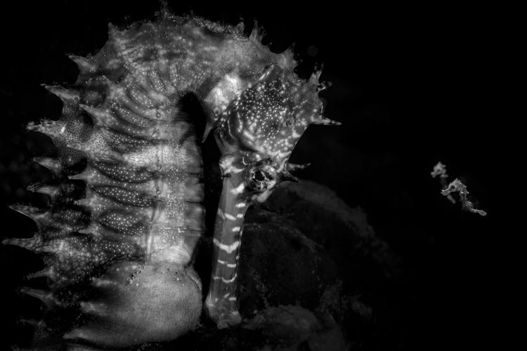 Seahorse portrait helps win Ocean Photographer of the Year