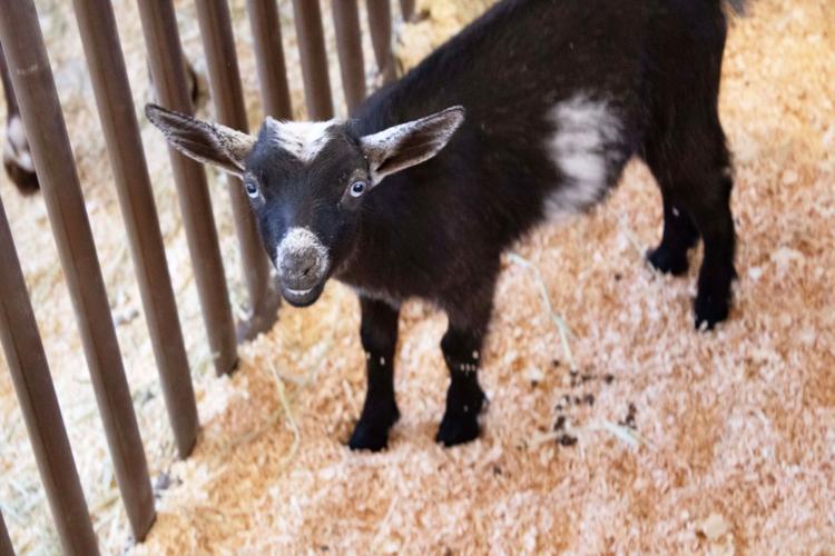 Klickitat County Fair and Rodeo