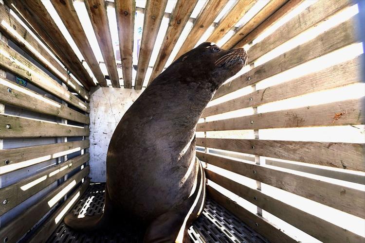 Sea lions focus of fish survival war