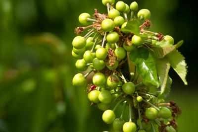 A1-Cherry Harvest_MBG2049.jpg