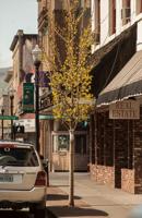 Tree replacement continues on 2nd