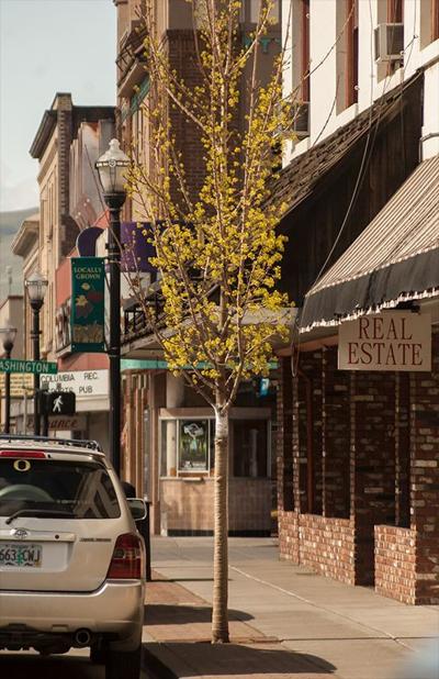 Tree replacement continues on 2nd