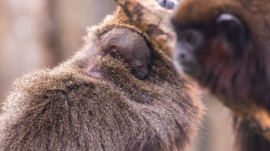 UK zoo celebrates three new primate births in bid to save species from extinction