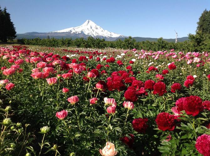 ‘Peony ambassadors’ Jim and Lore Sampson bloom in Parkdale