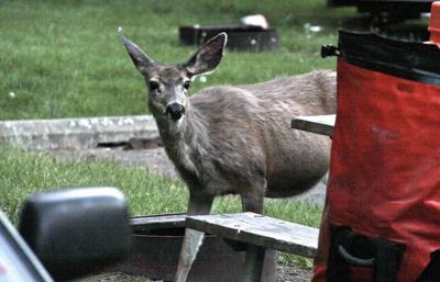 Deer in the campground? Watch your food