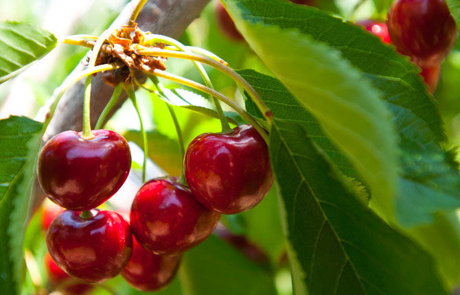 Cherry harvest underway