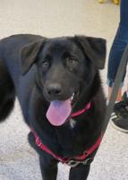 PET OF THE WEEK: Addie is ‘playful, sweet’