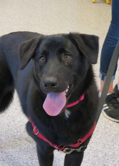 PET OF THE WEEK: Addie is ‘playful, sweet’