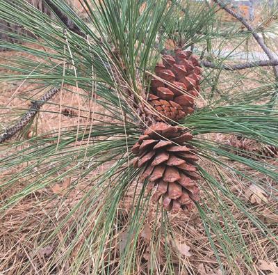 January Tree of the Month -- Ponderosa Pine