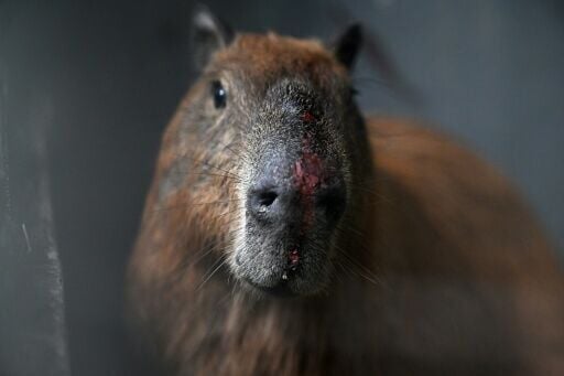 Wounds are seen on the muzzle of a capybara under care at the Center for Wildlife Animal Recovery of Estacio de Sa University in Rio de Janeiro, Brazil