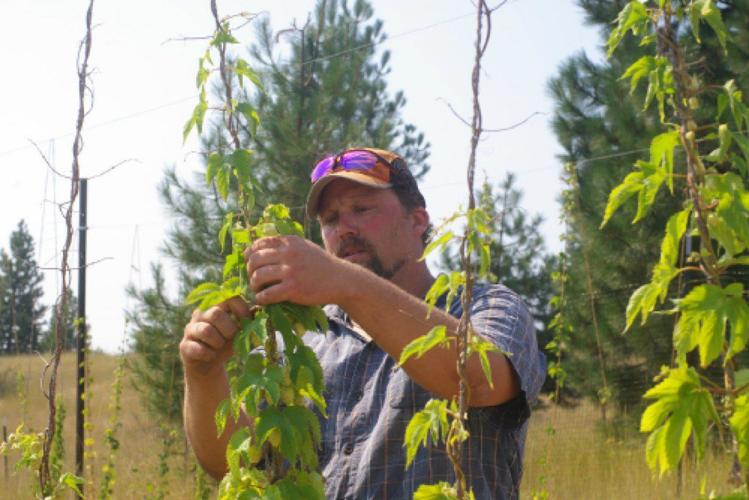 At Logsdon, Ales for every Seizoen