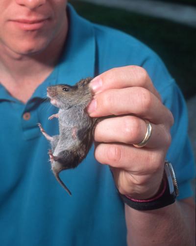 Vole heaven