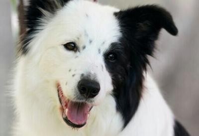 Border Collies are widely considered a particularly intelligent dog breed