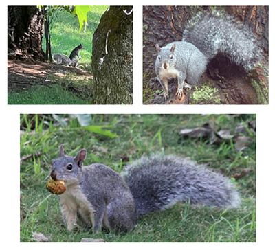 Western Gray Squirrel