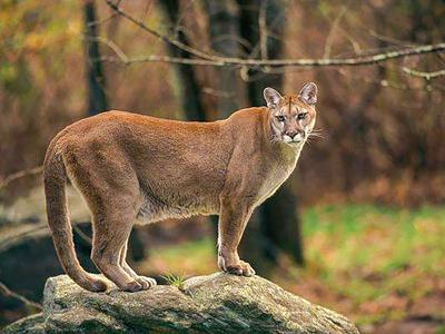 A1 cougar .jpg