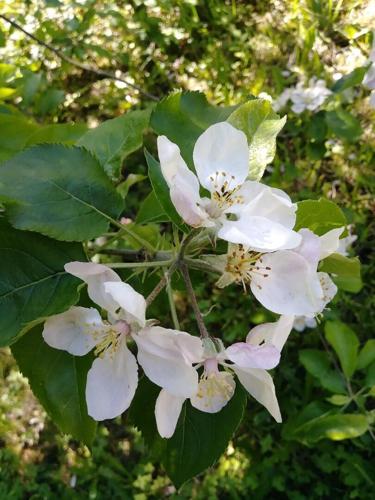 Central Gorge Master Gardeners Garden Tour 2022
