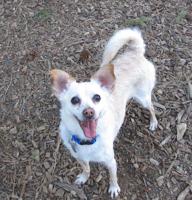 Pets of the Week: Lolo still waiting for family; Autumn is playful puppy