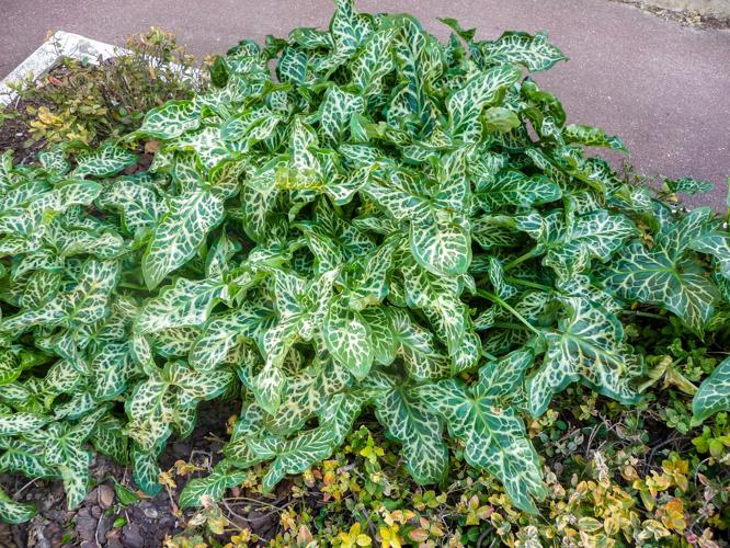 A9 April weed of the month 2.JPG