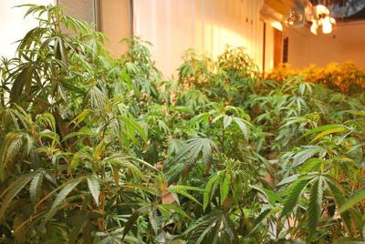 Six-month moratorium on new pot businesses continued