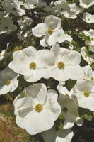 Tree of the Month -- Pacific Dogwood
